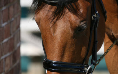 Elevating the Best in Bridles